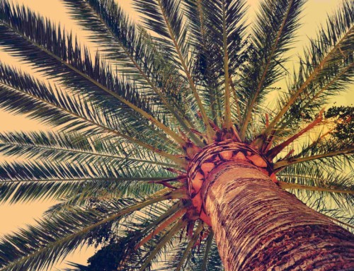 Introduction to investing in Nakheel Valley